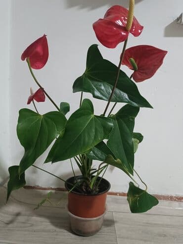 Продается цветы!!! 1.Женское счастье 800 сом 2.Мужское счастье 1000