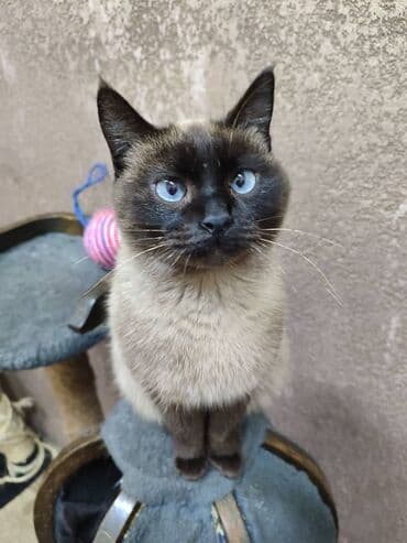 фонд добрые руки: Ищем дом кошечке. Привезём сами — 4