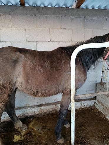 белый кошка: Продаю | Кобыла (самка) | Рабочий — 2