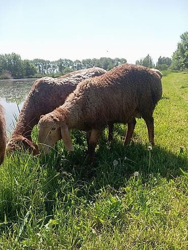 ит атаар: Сатам | Кочкор (эркек) | Арашан | Көбөйтүү үчүн — 5