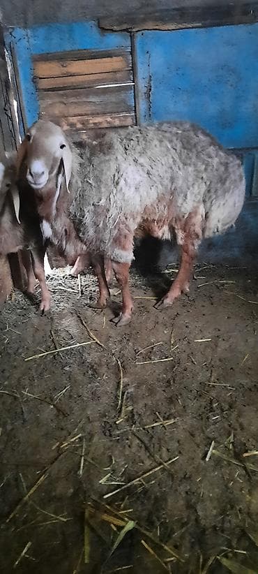ат кунан: Продаю | Баран (самец) | Гиссарская | Для разведения | Осеменитель — 2