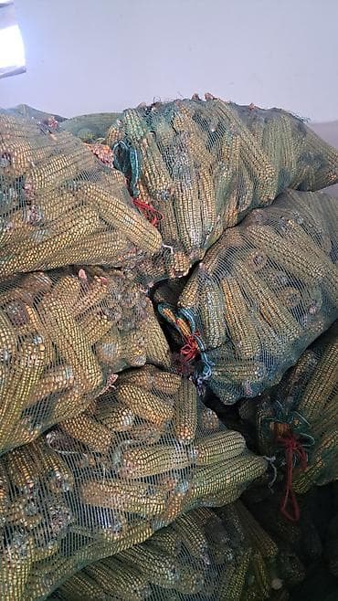 Корма для с/х животных: Баштай жүгөрү. Ош шаары Кызыл-Байрак айылы(Западный) — 2