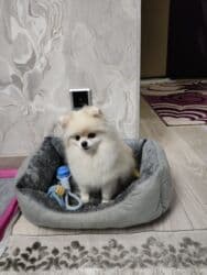 купить собаку шпица недорого: Шпиц, 1 год, Самец, С прививкой, С родословной — 12