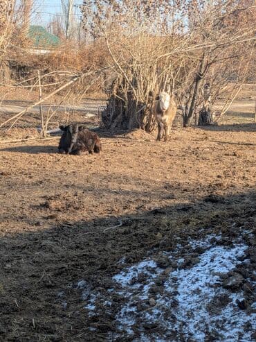 купить собаку для охоты: Продаю | Тёлка | На откорм | Привязанные — 3