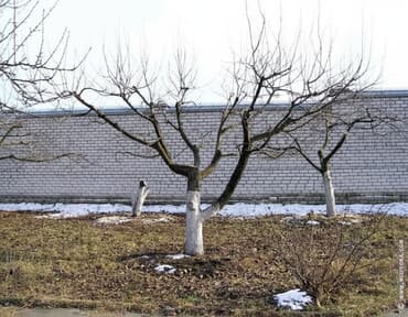 уборка снега с крыш: Обрезка и омоложение деревьев! Всех видов фруктовых. а также — 1