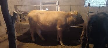 черепаха животное: Продаю | Корова (самка) | На забой — 3