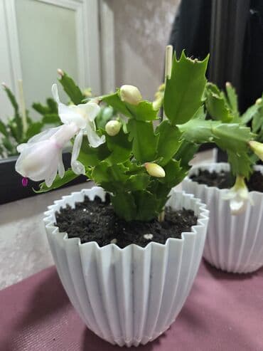 средство для растворения фекалий в дачном туалете: Алоказия (Alocasia) в декоративном горшке - Эффектные стреловидные — 2