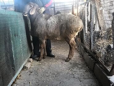 породистые: Продаю | Овца (самка) | Для разведения — 4