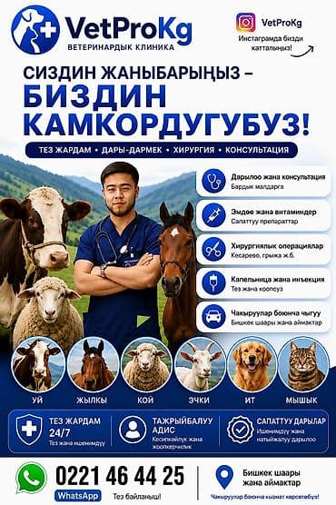 VetProKg — ветеринарная клиника и выездная служба для lalafo.kg да VetProKg — ветеринарная клиника и выездная служба для