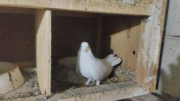 корм для птенцов волнистых попугаев: Продаются голуби: Голубка ореховая такла, бакинцы, узбекские. Цены — 12