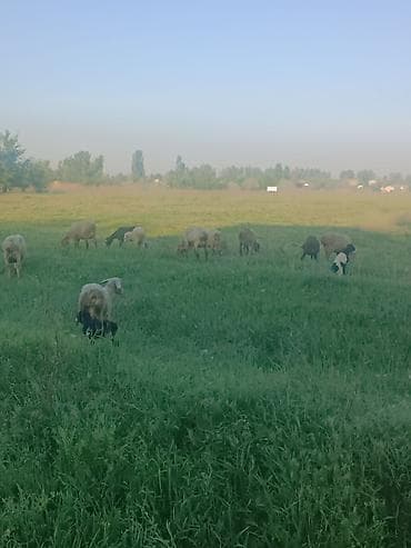 Айыл-чарба жаныбарлары: Сатам | Ургаачы кой (ургаачы) | Көбөйтүү үчүн | Ургаачы — 3