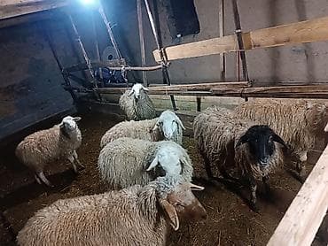 сена рез: Продаю | Ягненок | Меринос | Для разведения | Ярка — 1