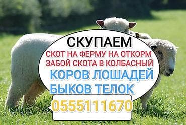Колбасный цех : Коровы, быки, | На откорм