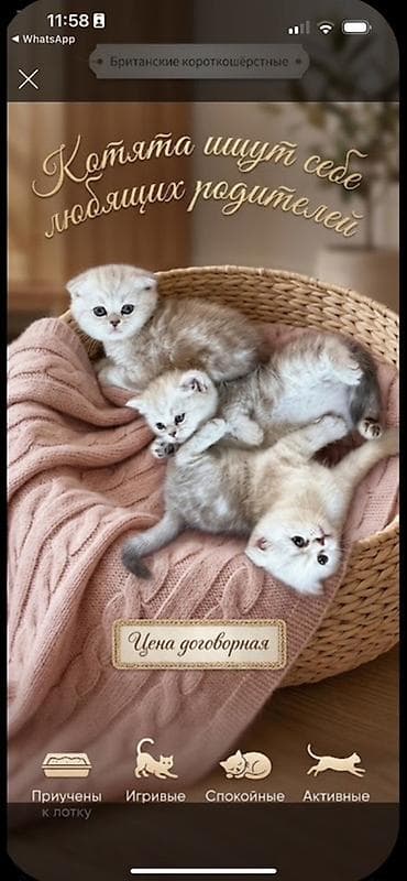 бенгал кошка цена: Британские короткошёрстные котята Котята ищут себе любящих родителей — 1