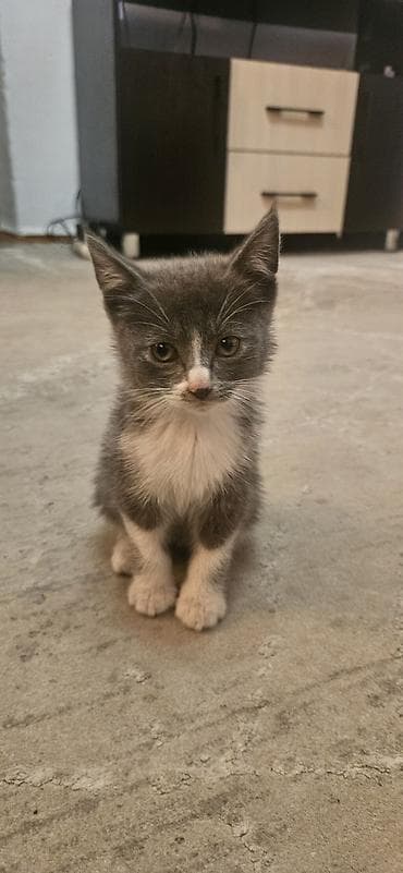 кошко: Котята-лапочки в добрые руки - Возраст:2 месяца Ищут заботливых — 3