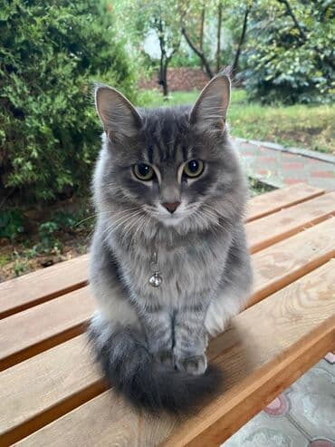 долматинец щенок: Пушистый серый кот с густой полудлинной шерстью и выразительными — 1