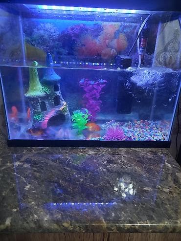 купить малек форели: Аквариумный комплект с подсветкой и декором - Прямоугольный — 1