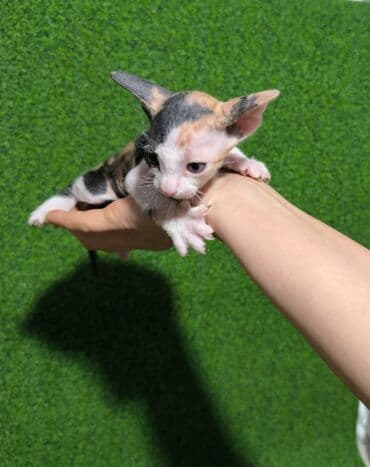 мексиканская голая собака: Порода: корниш-рекс В продаже котёнок- девочка, д/р 15/11/25. В — 3