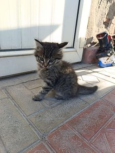 голая кошка сфинкс цена: Кошка даром: Беспородная, 2 месяца, Девочка, Приучена к лотку — 10