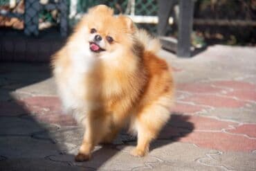 Вязка собак: Шпиц, 3 года, Самка — 12