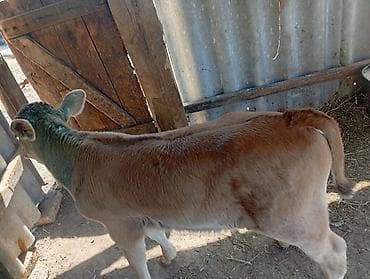 Продаю | Бык (самец) | Швицкая | На откорм