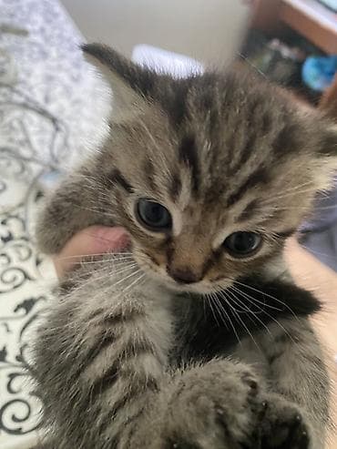 пит: Полосатый котёнок, классический тигровый окрас табби: мягкая плюшевая — 2