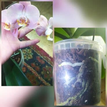Продаю орхидею в данный момент цветёт