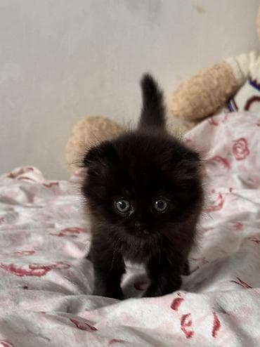 цена шотландской вислоухой кошки: Скотиш Фолд (Шотландская вислоухая), 2 месяца, Мальчик, Черный, Метис, Приучена к лотку, Проглистована — 2