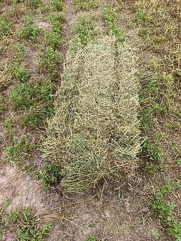 прием кукурузы: Сено в тюках (прямоугольные тюки) - Заготовлено на поле, сушилось — 3