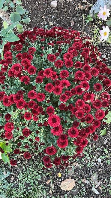 дом купить сокулук: Иссык-Кульская область,Иссык-Кульский район,село — 9