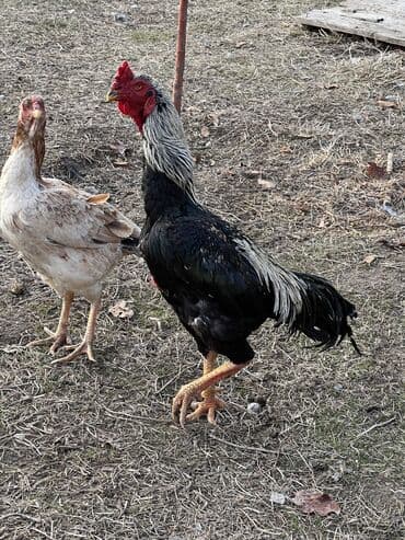 сетки для курятника: Продаю | Петух | Бойцовая | Для разведения — 4