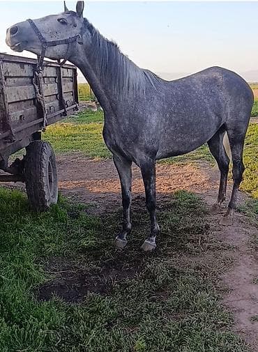 Продаю | Кобыла (самка) | Английская | Рабочий | Мерин