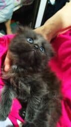 щенки стаффордширского терьера: Скотиш Фолд (Шотландская вислоухая), 2 месяца, Девочка, Белый, Приучена к лотку — 3