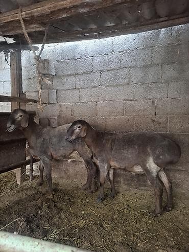 кошки ош: Продаю | Баран (самец) | Гиссарская | На забой, Для разведения — 3