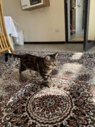 собака бульдок: Беспородная, 2 года, Девочка, Кастрирована, Приучена к лотку, Проглистована — 5