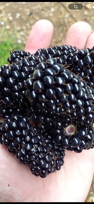 Саженцы ремонтантной бесшипной ежевики. - Тип: ремонтантная, без