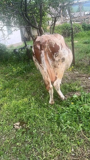 Продам с/х животных: Продаю | Корова (самка) | Для молока | Стельные — 2