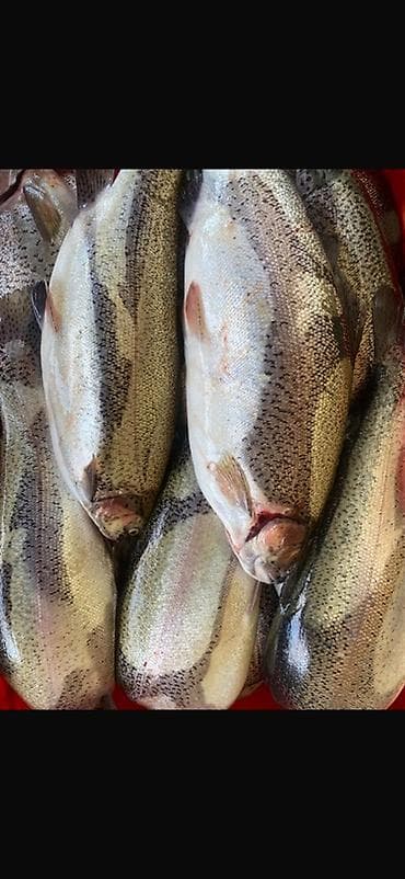 массажное кресло цена: Форель радужная, охлаждённая, неразделанная (потрошёная/с сохранённой — 1