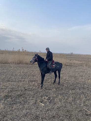 мопс цена бишкек: Продаю | Жеребец | Полукровка | Рабочий | Мерин — 3