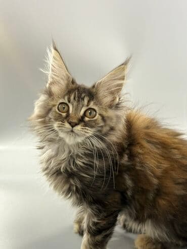 шотландские шиншилла котята купить: Порода: мейн-кун (котёнок) Окрас: серебристо-дымчатый с белым — 6