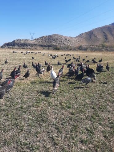 дом для собаки: Сатам | Ургаачы күрп (ургаачы) | Кара ханзаада, Түндүк Кавказ | Союуга | Асыл тукумдуу — 2