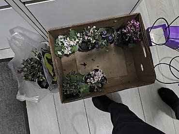 гулдор цветы: Цинерария комнатно балконные цветы . Адрес : Манаса 201/11 — 3