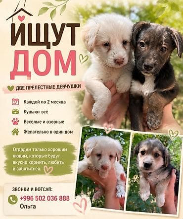 Собаки: Собака даром: Дворняжка, 2 месяца, Самка — 1