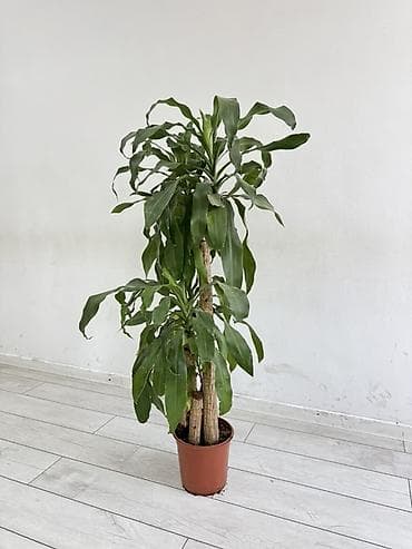 Драцена (Dracaena fragrans, «кукурузная пальма») в пластиковом горшке — 1