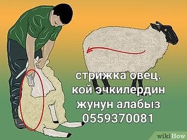 Кой эчи жунун алуу кызматы Профессиональная стрижка овец и коз. -