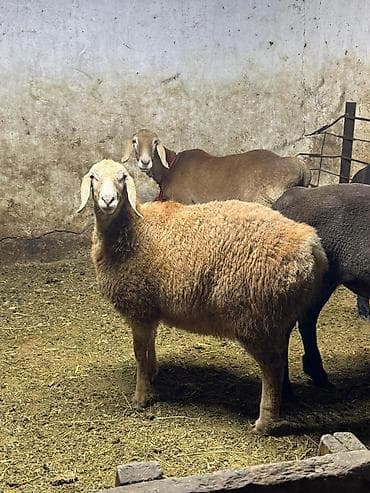 жирные лошади: Продаю | Овца (самка) | Для разведения | Племенные — 6