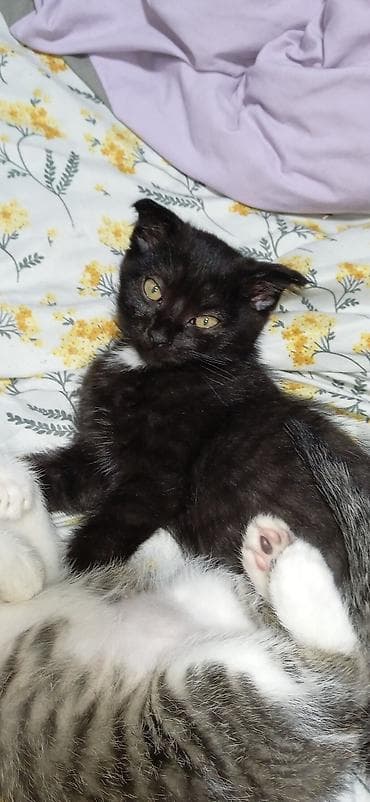 Аквариумы: Кошка даром: Скотиш Фолд (Шотландская вислоухая), 4 месяца, Девочка — 3