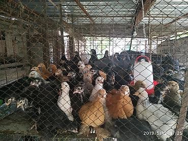 утята муларды купить: Продаю | Цыплята | Для разведения — 1