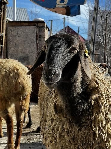 Продаю | Овца (самка) | Полукровка | На забой, Для разведения