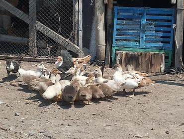 каракол животное: Продаю 🦆 с утятами (индоутки) 15 шт. домашние сами выводят. возраст — 3